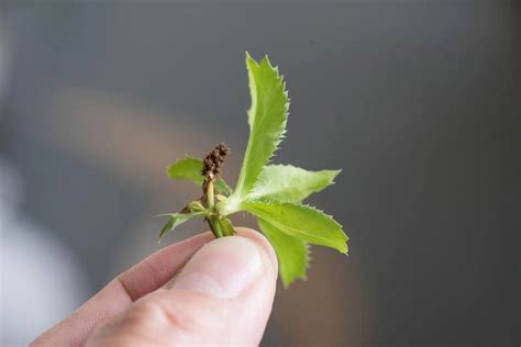 刺芫荽繁殖|刺芫荽插苗助长